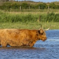 Vache Highland Cattle