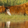 Hérons garde-boeufs et vaches Higland Cattle au marais du Crotoy