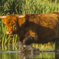 Vaches Higland Cattle dans le marais du Crotoy 