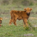 Veaux Highland Cattle