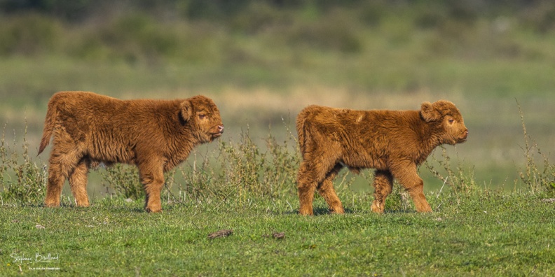 Veaux Highland Cattle