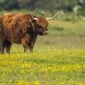 Vaches écossaises Highland Cattle dans les boutons d'or