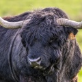 Taureau Highland Cattle