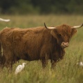 Vache écossaise Highland Cattle et ses hérons garde-boeufs
