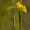 Iris pseudacorus, l'iris des marais