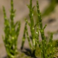 Salicorne (Salicornia)