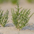 Salicorne (Salicornia) - Les plantes halophiles (haolophytes) de la baie de Somme 