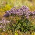 Lilas de mer (statices sauvages) 