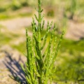  salicorne européenne (Salicornia europacea)