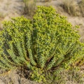 Euphorbe maritime (Euphorbia paralias)