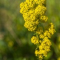 Gaillet jaune (Galium verum)