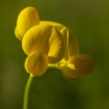 Lotier corniculé (Lotus corniculatus)