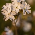 Silène enflé (Silene vulgaris subsp. maritima)