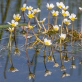 Renoncule aquatique (Ranunculus aquatilis)