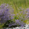 Lilas de mer (Statices sauvages)