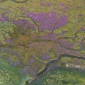 Survol du fond de la Baie de Somme. Les tâches violettes sont des lilas de mer.