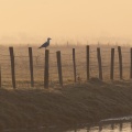 Ambiance matinale des renclôtures (= polders)  dans la brume en présence de goélands sur les piquets de pâture