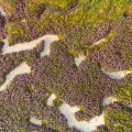 Lilas de mer (statices sauvages) près de Noyelles-sur-mer