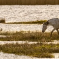 cheval et spatules dans les marais autour de la baie de Somme