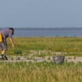 pêcheur à pied en train de cueillir de la salicorne