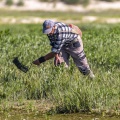 Pêcheur à pied en train de récolter des salicornes