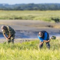 Pêcheurs à pied qui cueillent la salicorne