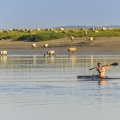 Kayak et moutons d'estran en baie de Somme