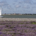 Tapis de Lilas de mer (Statices sauvages) au cap Hornu en Baie de Somme