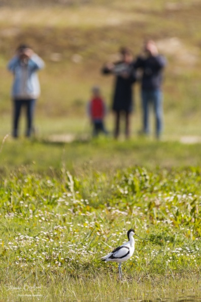 Les visiteurs du Parc du Marquenterre et les oiseaux.