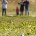 Les visiteurs du Parc du Marquenterre et les oiseaux.
