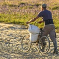 Pêcheur à pied ramenant des sacs de salicorne