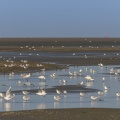Les oiseaux dans la baie de Somme à marée basse