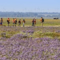 un groupe de scouts traversent les lilas de mer