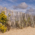 Tapis de Lilas de mer (statices sauvages) en baie de Somme