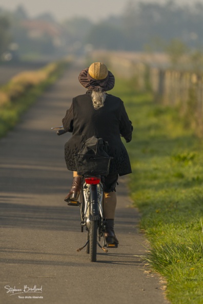 Une mamie à vélo sur la piste cyclable le long du marais du Crotoy