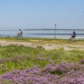 lilas de mer (statices sauvages) le long du chenal de la Somme
