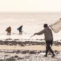 Pêcheur au haveneau (pêche à la crevette grise) sur la plage de Ault