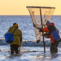 Pêcheurs au haveneau à Ault
