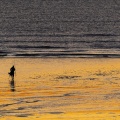Pêcheurs à la ligne sur la plage à Ault au crépuscule