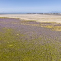 La baie d'Authie couverte de lilas de mer (Statices sauvages)