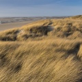 Les dunes du Marquenterre, entre Fort-Mahon et la Baie d'Authie