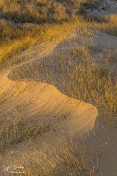 Les dunes du Marquenterre, entre Fort-Mahon et la Baie d'Authie.