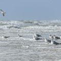 Goélands argentés sur la plage (Larus argentatus - European Herring Gull)
