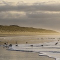 Goélands sur la plage de Quend-plage en hiver