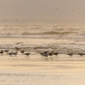 Goélands sur la plage de Quend-plage en hiver