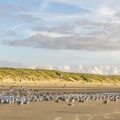 Les goélands sur la plage de Quend