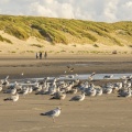 Les goélands sur la plage de Quend