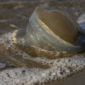 Méduse échouée sur la plage (Rhizostoma pulmo)