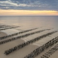 100 000 bouchots sur la plage de Quend pour la myticulture