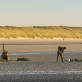 Deux pêcheurs ramassant des vers de vase sur la plage de Quend-Plage
